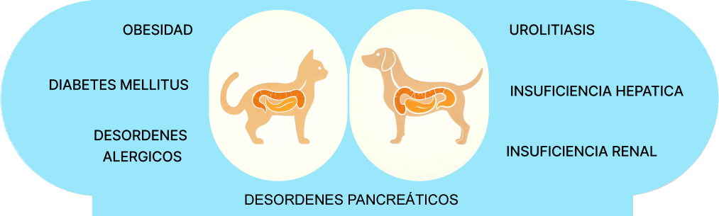 perrosygatos212222